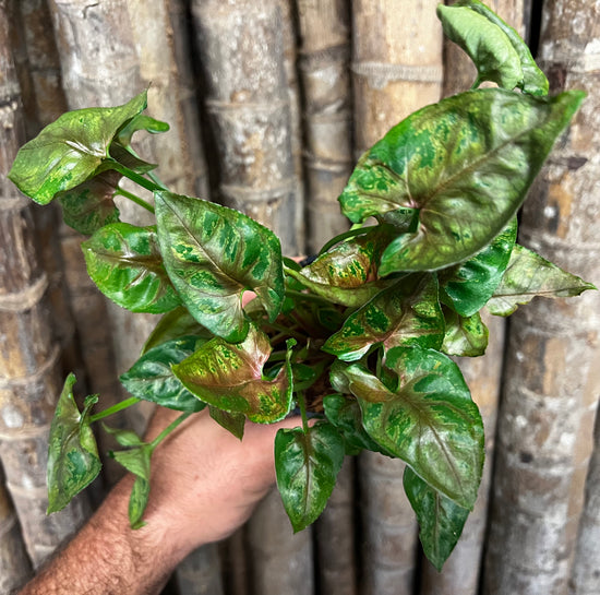 Syngonium &