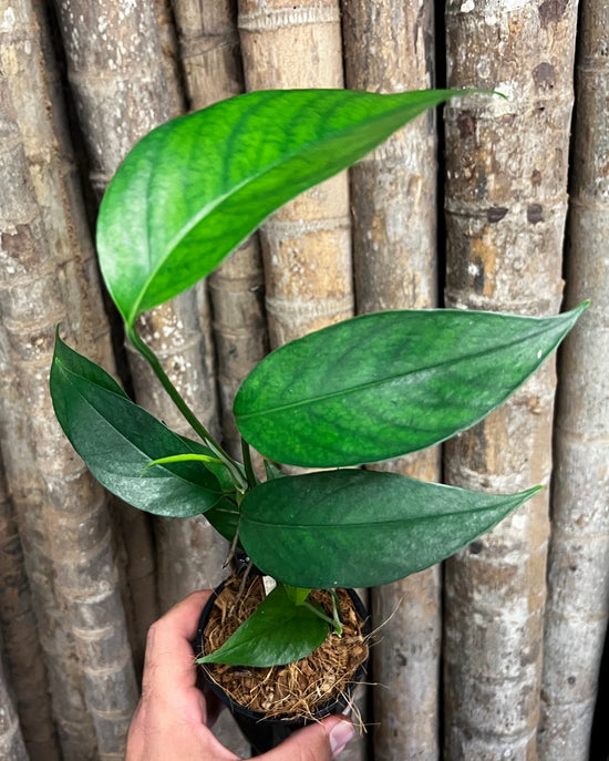 Epipremnum pinnatum &