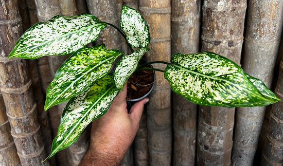 Aglaonema &