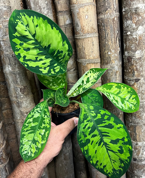 Adelonema wallisii &
