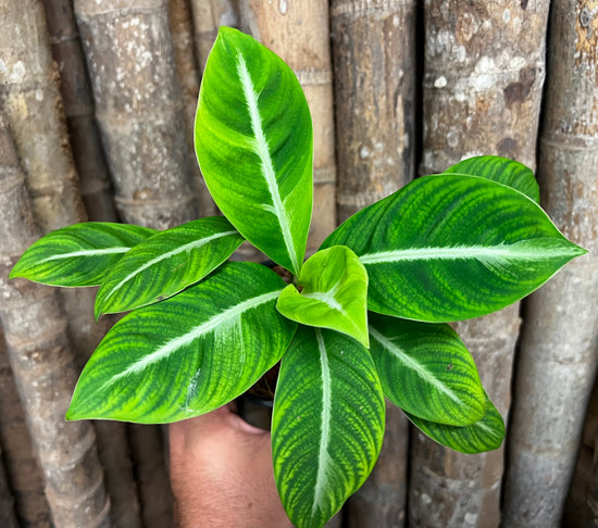 Spathiphyllum &