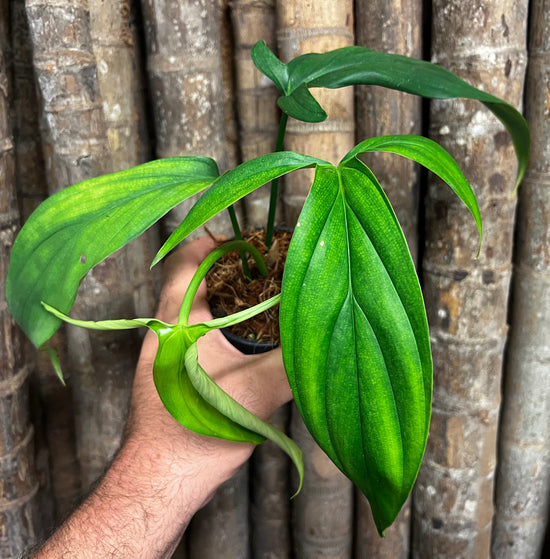 Philodendron &