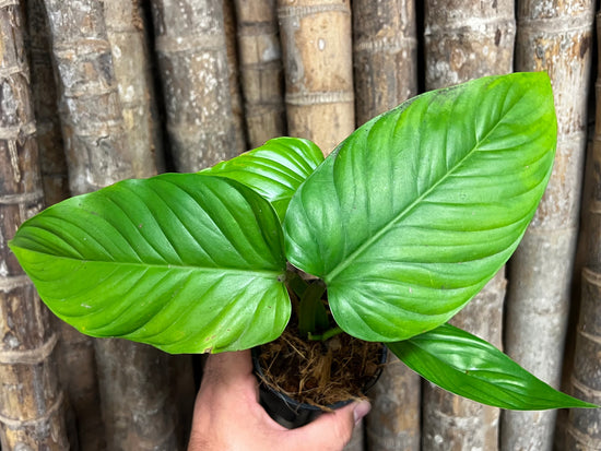 Philodendron &