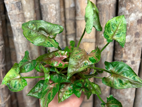 Syngonium &