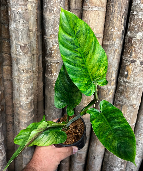 Philodeondron subhastatum &