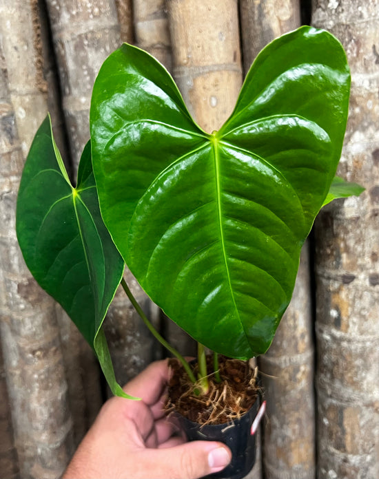 Anthurium Veitchii &