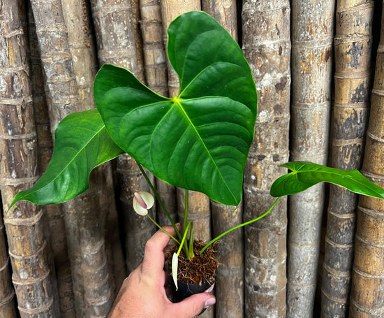 Anthurium Veitchii &