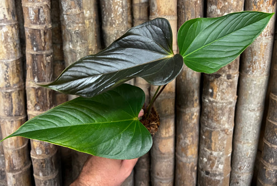Anthurium &