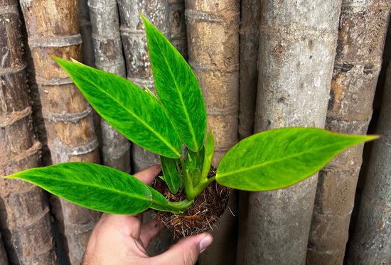 Philodendron &