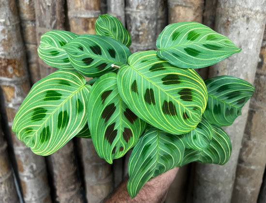 Maranta &