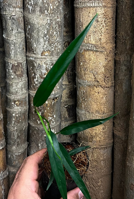 Philodendron &
