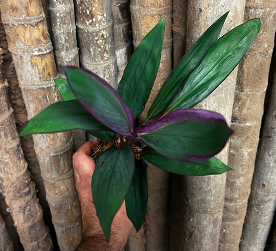 Cordyline &