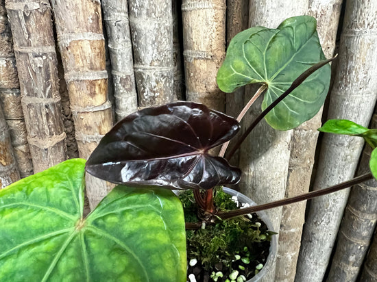 Anthurium &