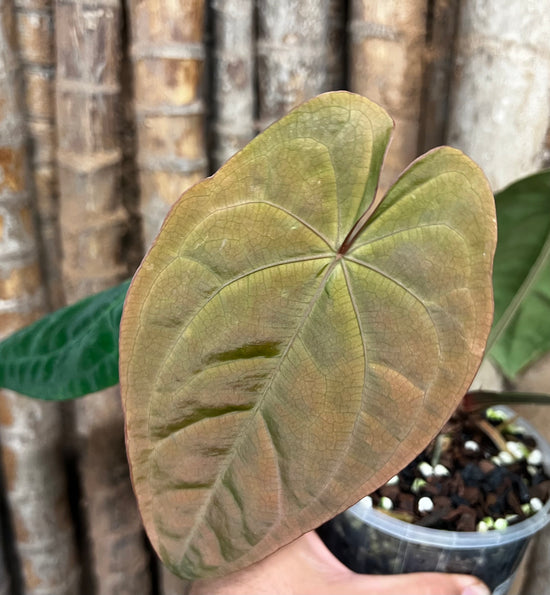 Anthurium &