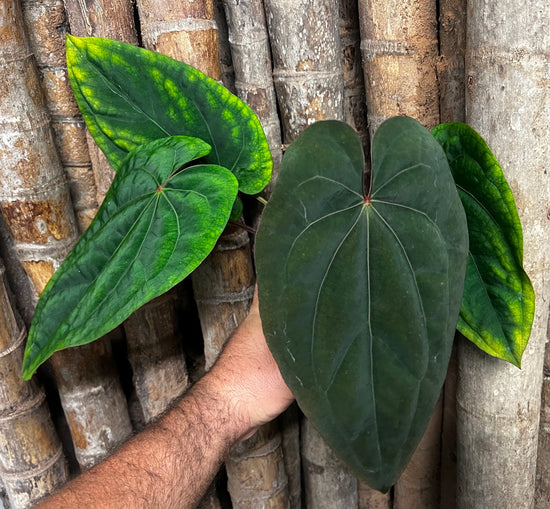 Anthurium &