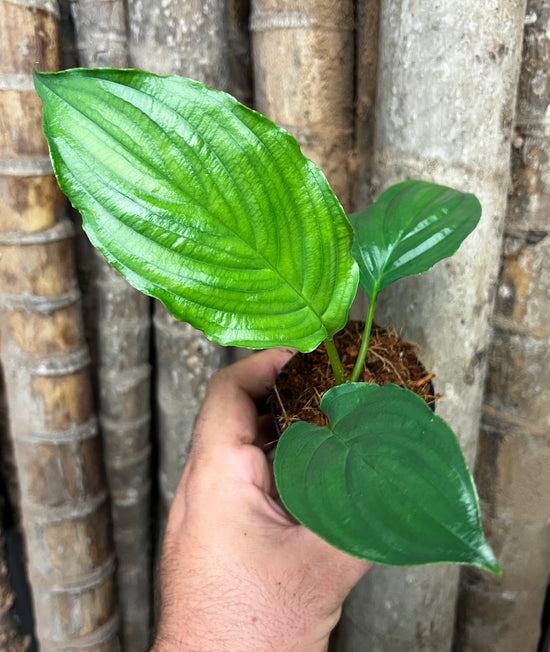 Tacca chantrieri &