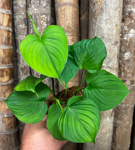 Philodendron &