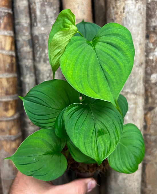 Philodendron &