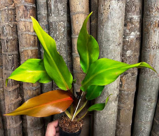 Philodendron &