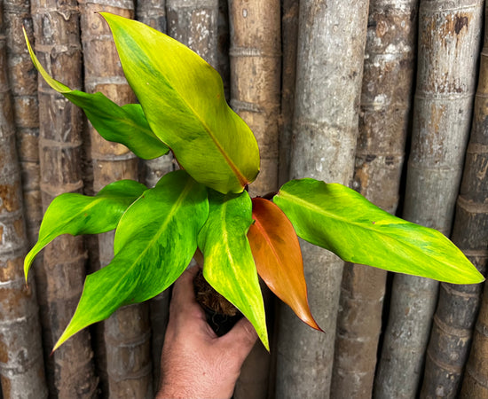 Philodendron &