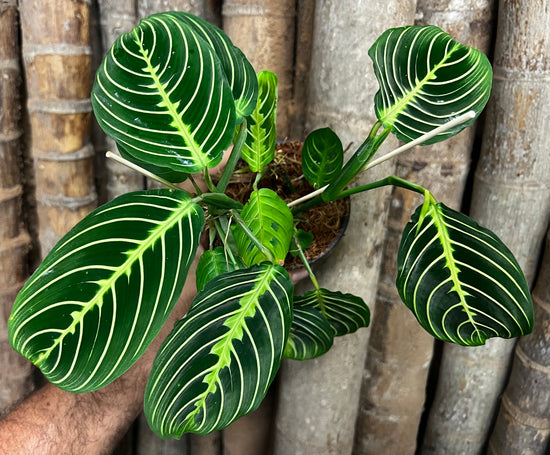 Maranta &