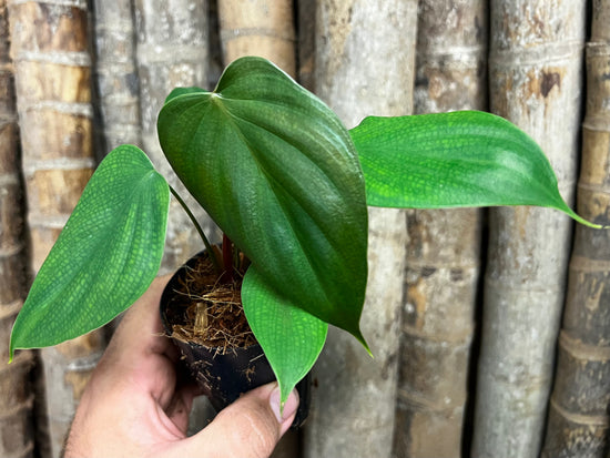Philodendron &