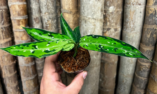 Aglaonema pictum &