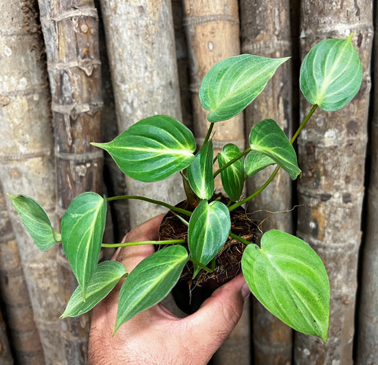 Philodendron &