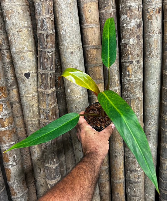 Philodendron &