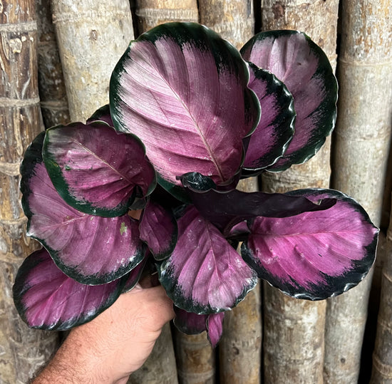 Calathea &