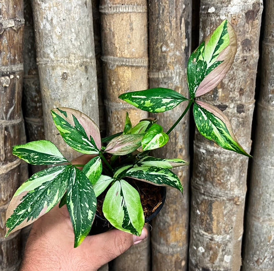 Syngonium &