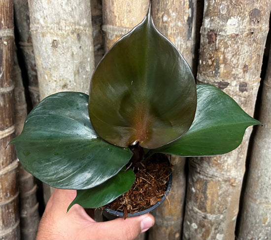 Philodendron &