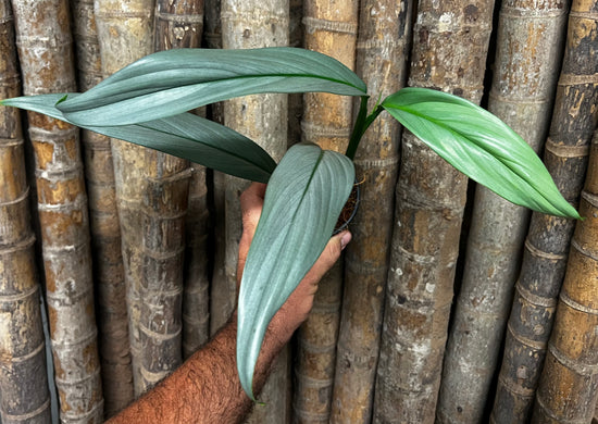 Epipremnum amplissimum &