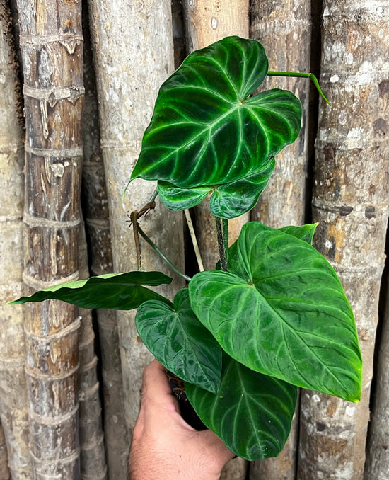 Philodendron &