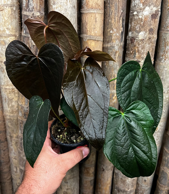 Anthurium &