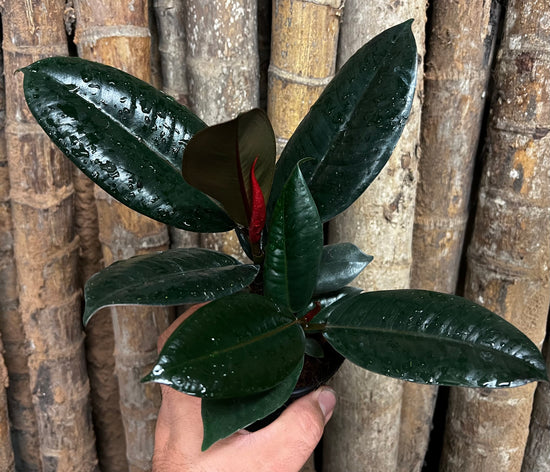 Ficus elastica &