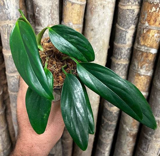 Monstera &
