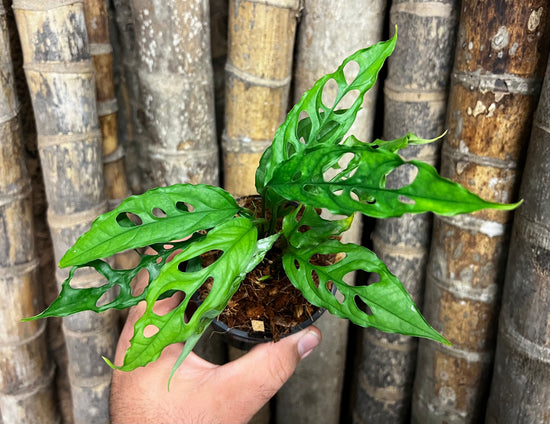 Monstera obliqua &
