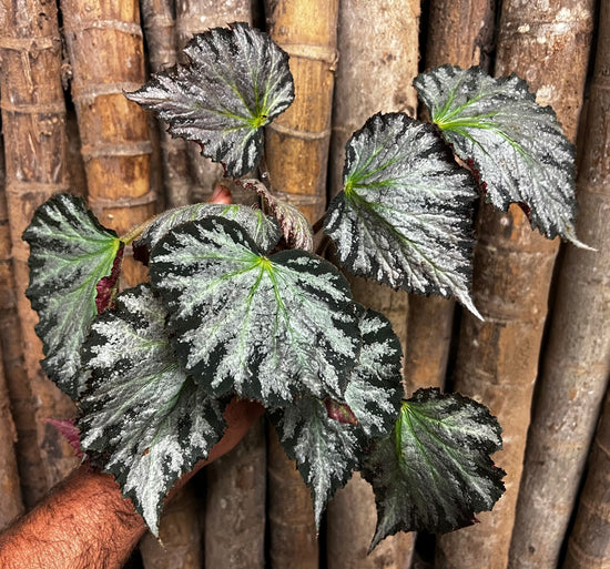 Begonia &