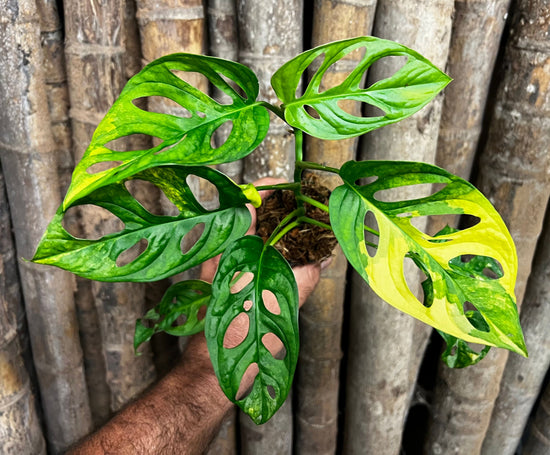 Monstera &