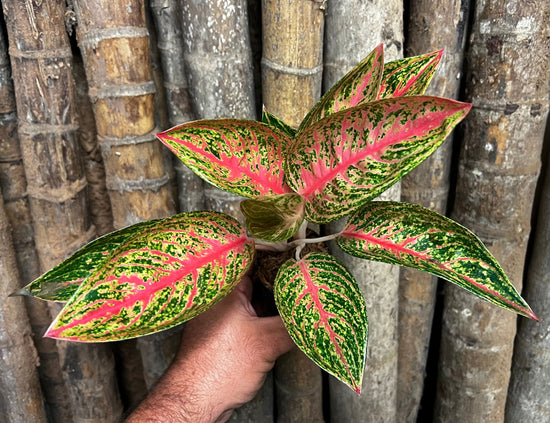 Aglaonema &
