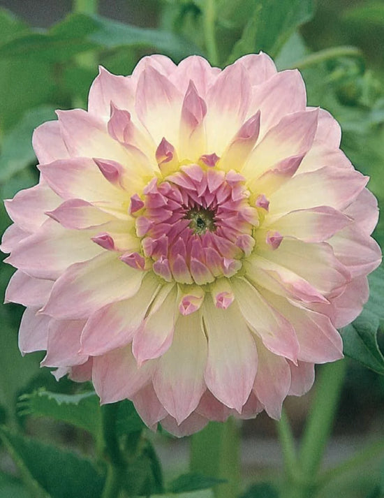 Dahlia Anne&