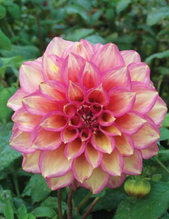 Dahlia Juliette