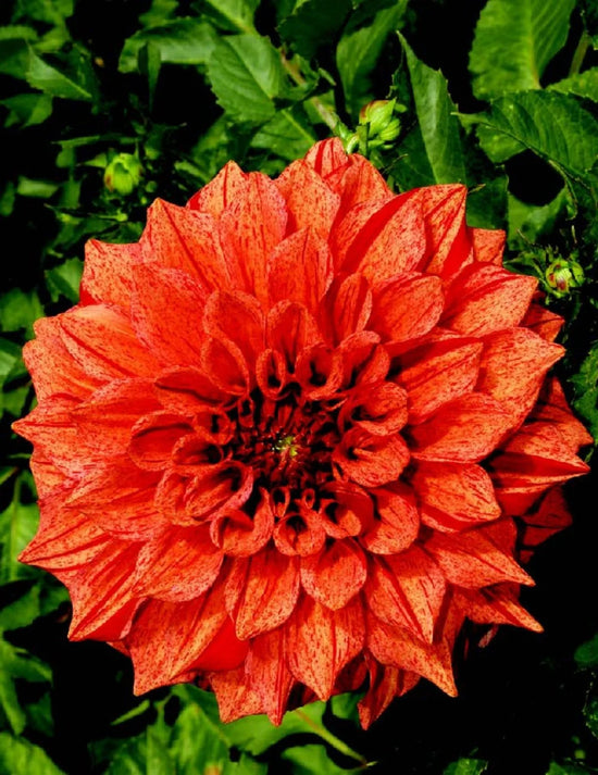 Dinner Plate Dahlia - Tiger Bey