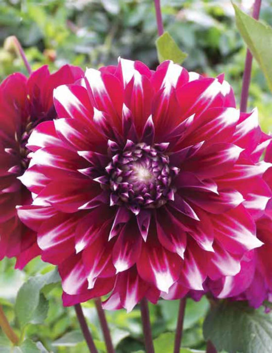 Dahlia Helena