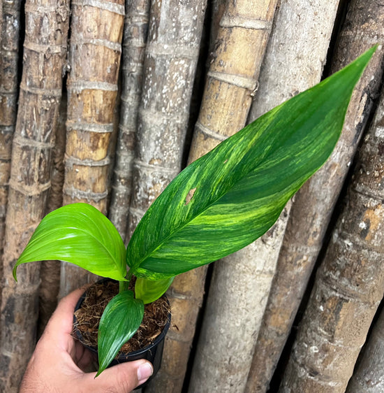 Epipremnum amplissimum &