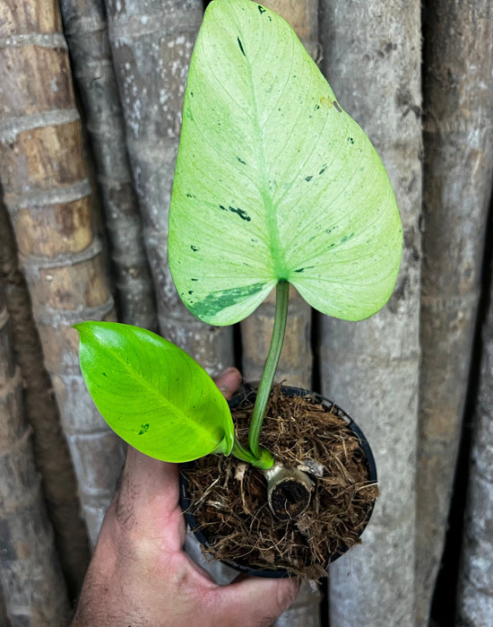 Philodendron &