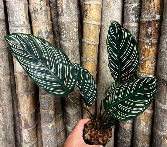 Calathea &
