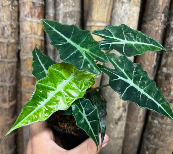 Alocasia &