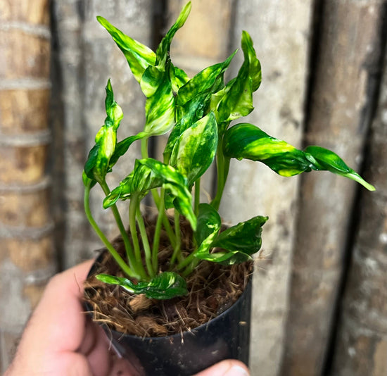 Epipremnum &